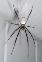 Scary Spider #1