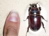 Giant Beetle