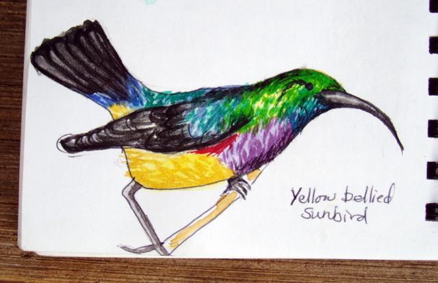 Yellow Bellied Sunbird